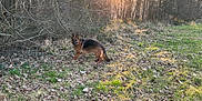 Tokyo participe au concours pour gagner de l'argent avec cette photo : german_shepherd, dog, forest, sunset, outdoor, grass, leaves, trees, nature, animal, canine, alert, sunlight, shadow, brown, black, wildlife, daylight, park, scenic