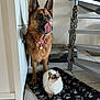 dog, cat, german_shepherd, indoor, pet, beaded_necklace, floor_rug, tile_floor, staircase, pet_bed, white_cat, brown_dog, tongue_out, curious_cat, furniture, home, animal, companion, cute, domestic
