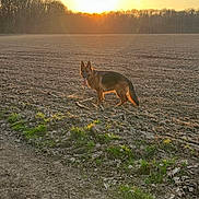 Tokyo a rejoint le concours — aidez-le/la à gagner de superbes lots ! dog, german_shepherd, sunset, field, plowed_field, nature, outdoor, animal, canine, landscape, trees, sky, sun, golden_hour, tongue_out, ears_up, rural, dirt_path, grass, sunlight
