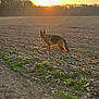 dog, german_shepherd, sunset, field, plowed_field, nature, outdoor, animal, canine, landscape, trees, sky, sun, golden_hour, tongue_out, ears_up, rural, dirt_path, grass, sunlight