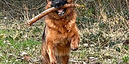 Tokyo a rejoint le concours — aidez-le/la à gagner de superbes lots ! animal, canine, daylight, dog, ears, field, forest, fur, german_shepherd, grass, happy, leaves, muzzle, nature, outdoor, pet, playful, running, stick, trees