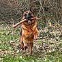 Tokyo a rejoint le concours — aidez-le/la à gagner de superbes lots ! dog, german_shepherd, stick, grass, leaves, forest, trees, outdoor, animal, pet, running, nature, happy, playful, canine, muzzle, fur, ears, daylight, field