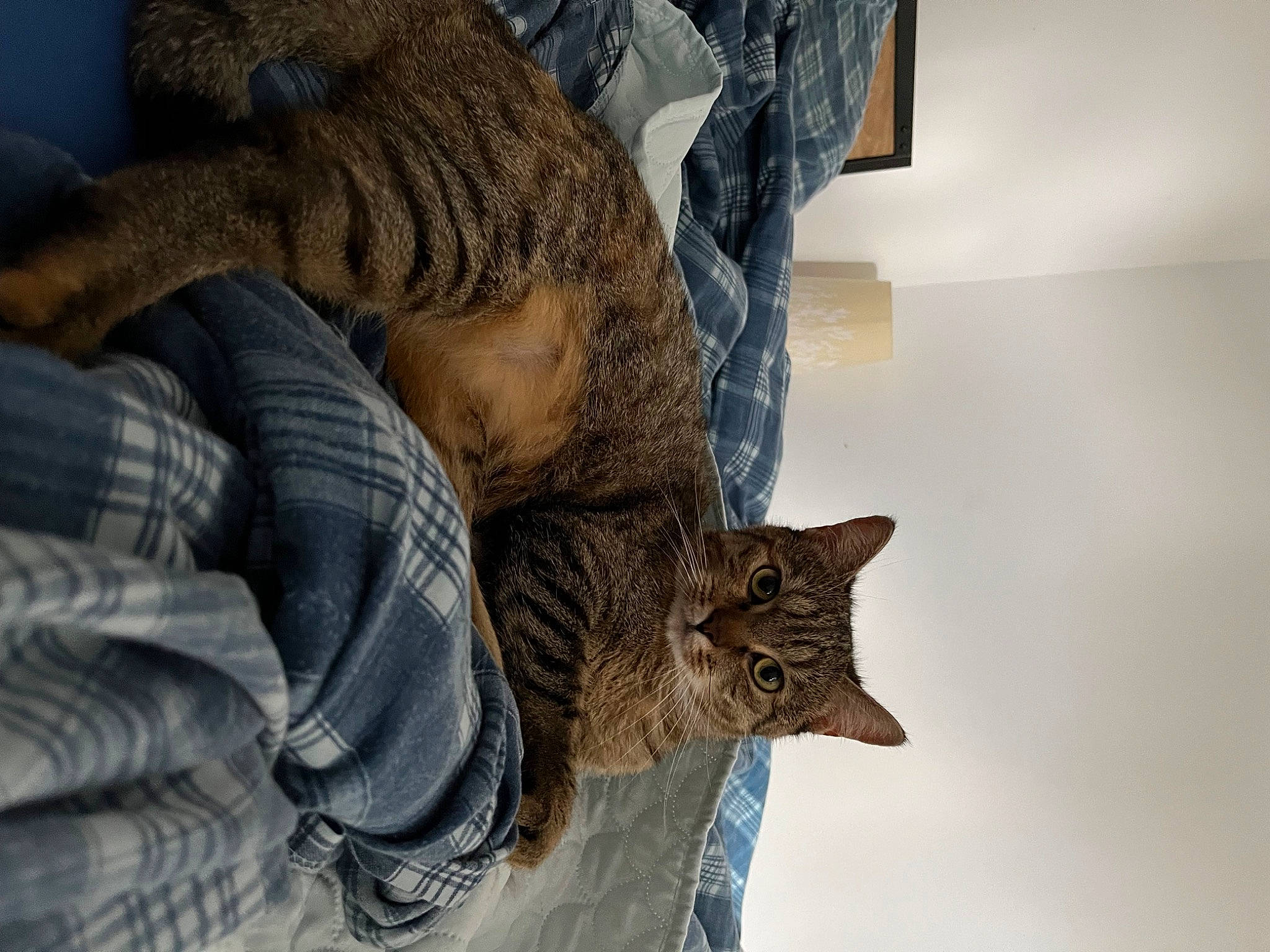 Minerva a rejoint le concours — aidez-le/la à gagner de superbes lots ! carnivore, cat, claw, comfort, domestic_short_haired_cat, felidae, fur, military_camouflage, pattern, sculpture, small_to_medium_sized_cats, snout, tail, terrestrial_animal, visual_arts, whiskers, wood