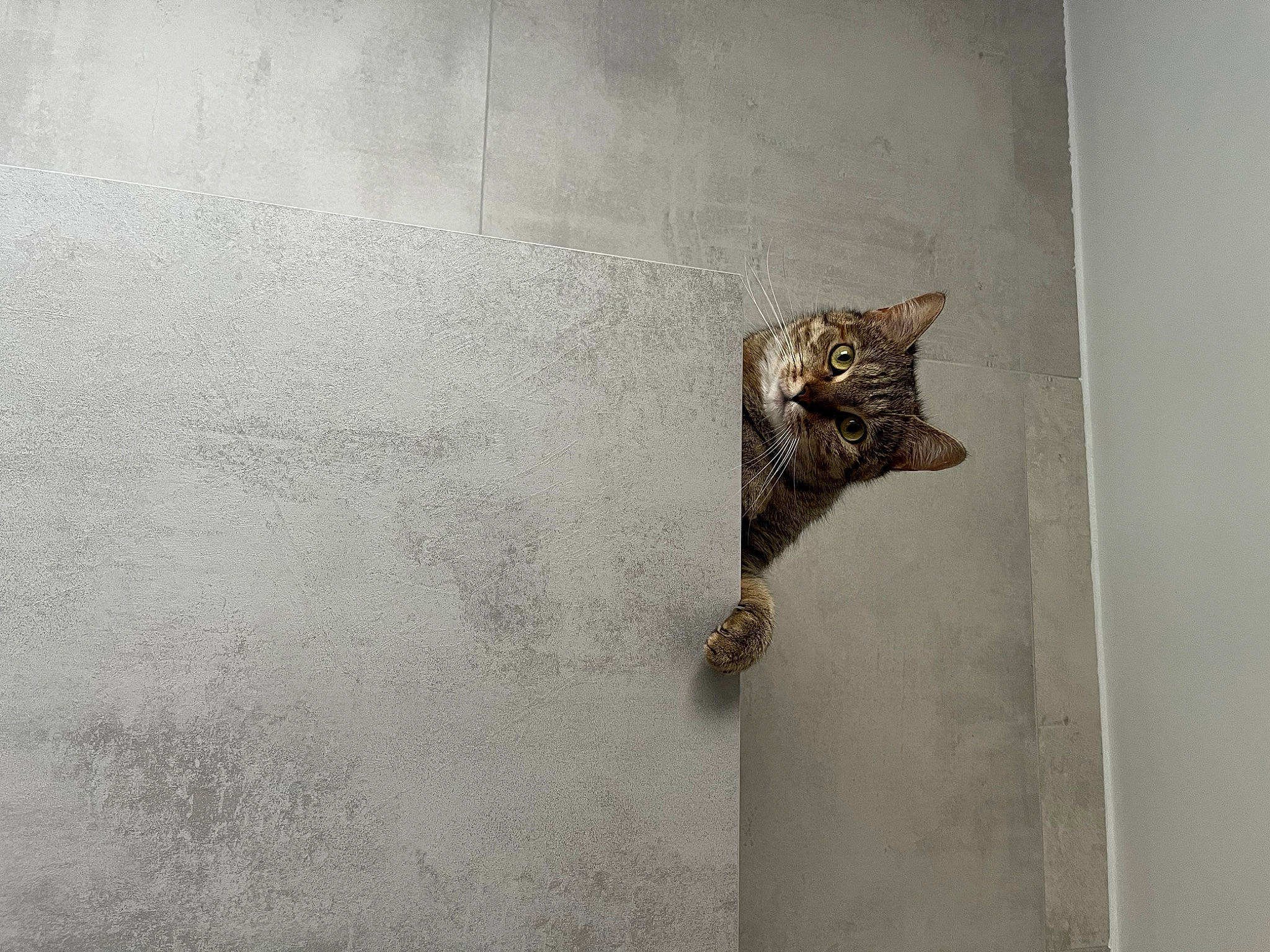 Minerva a rejoint le concours — aidez-le/la à gagner de superbes lots ! art, cat, claw, concrete, domestic_short_haired_cat, felidae, flooring, foot, fur, grey, metal, road_surface, room, shadow, small_to_medium_sized_cats, snout, tail, whiskers, wildlife, wood