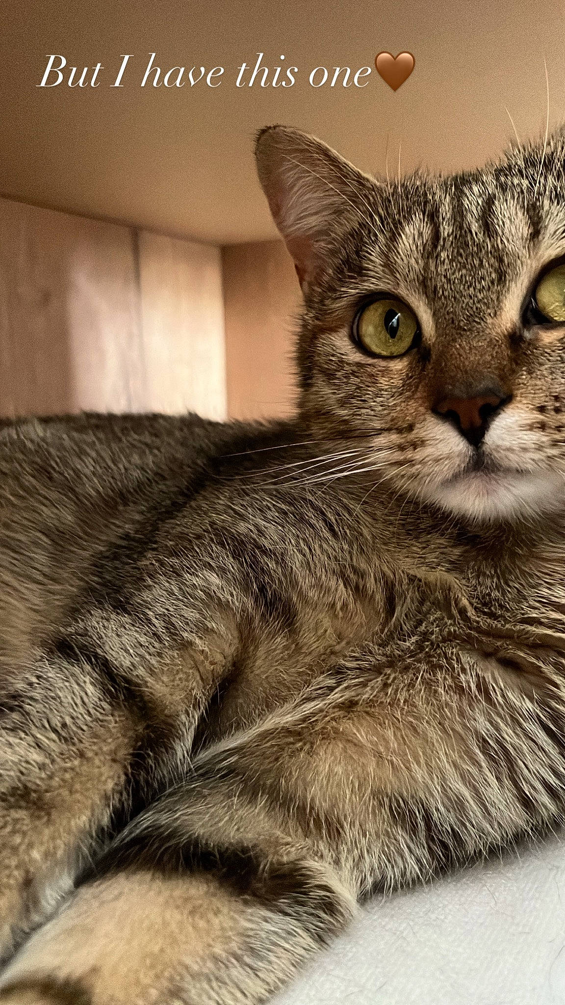 Minerva a rejoint le concours — aidez-le/la à gagner de superbes lots ! carnivore, cat, claw, comfort, domestic_short_haired_cat, felidae, fur, gesture, paw, photo_caption, small_to_medium_sized_cats, snout, tail, terrestrial_animal, whiskers