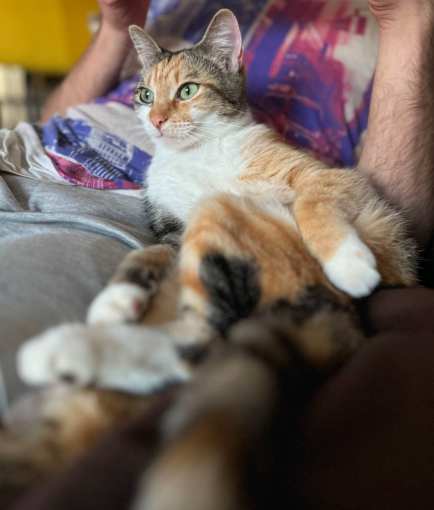 Haru participe au concours pour gagner de l'argent avec cette photo : carnivore, cat, claw, comfort, domestic_short_haired_cat, felidae, foot, fur, human_leg, nap, paw, sitting, small_to_medium_sized_cats, tail, whiskers
