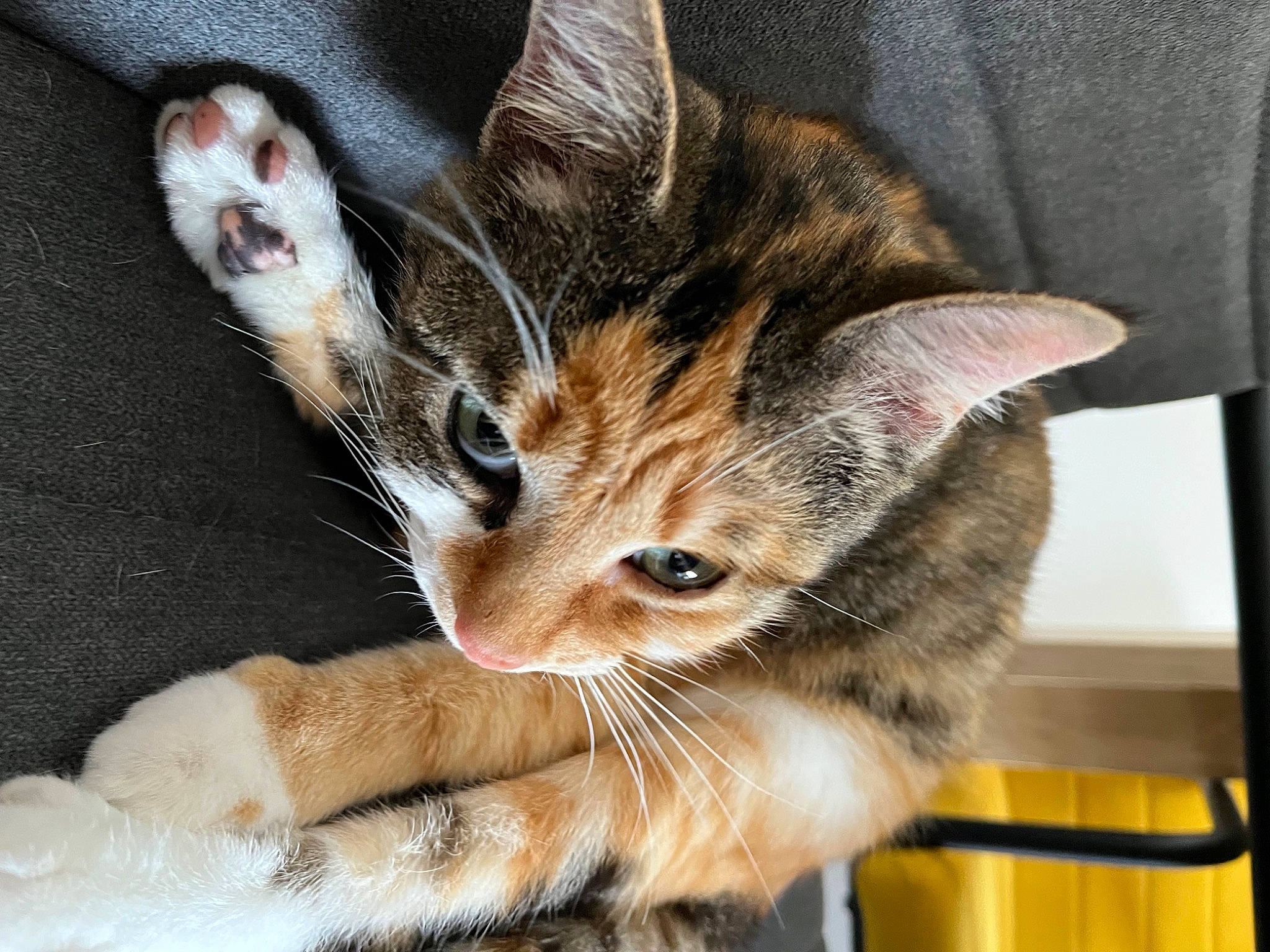 Haru participe au concours pour gagner de l'argent avec cette photo : carnivore, cat, cat_supply, claw, comfort, domestic_short_haired_cat, ear, fawn, felidae, foot, fur, gesture, paw, small_to_medium_sized_cats, snout, tail, whiskers