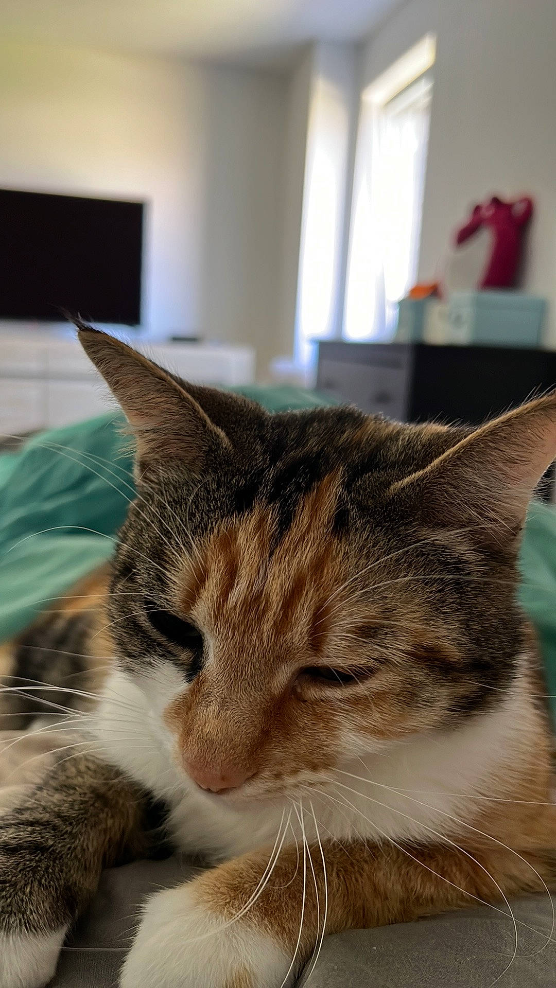 Haru a rejoint le concours — aidez-le/la à gagner de superbes lots ! box, carnivore, cat, comfort, domestic_short_haired_cat, felidae, flooring, fur, paw, room, small_to_medium_sized_cats, snout, whiskers, window, wood