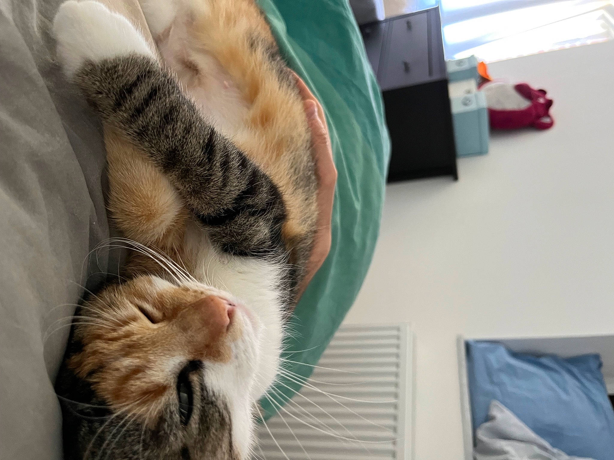 Haru a rejoint le concours — aidez-le/la à gagner de superbes lots ! carnivore, cat, claw, comfort, domestic_short_haired_cat, eye, fawn, felidae, fur, nap, paw, sleep, small_to_medium_sized_cats, snout, sporting_group, tail, terrestrial_animal, vertebrate, whiskers