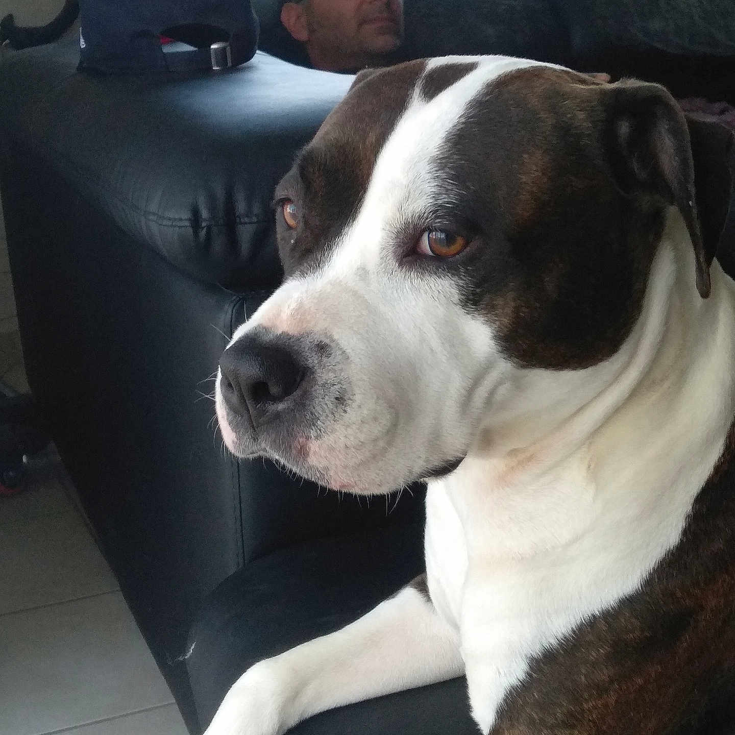 Tima participe au concours pour gagner de l'argent avec cette photo : accessories, adult, animal, boxer, bulldog, canine, chair, clothing, couch, cushion, dog, face, furniture, glasses, head, homedecor, male, man, person, pet
