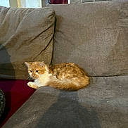 Cosmo is registered to the contest to win money with this photo: cat, orange_cat, white_cat, couch, furniture, indoor, pet, animal, fluffy, resting, window_ac, curtain, gray, cozy, home, living_room, feline, soft_lighting, relaxed, domestic