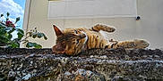 Muse a rejoint le concours — aidez-le/la à gagner de superbes lots ! animal, building, cat, clouds, daylight, flowers, fur, garden, greenery, mammal, nature, outdoor, pet, relaxed, resting, rose_bush, sky, stone_wall, tabby_cat, window_shutter