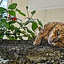 Muse a rejoint le concours — aidez-le/la à gagner de superbes lots ! animal, cat, closeup, daylight, ear, feline, green_eyes, leaves, nap, nature, outdoor, peaceful, plant, relaxed, resting, rosebuds, stone_wall, tabby, texture, whiskers