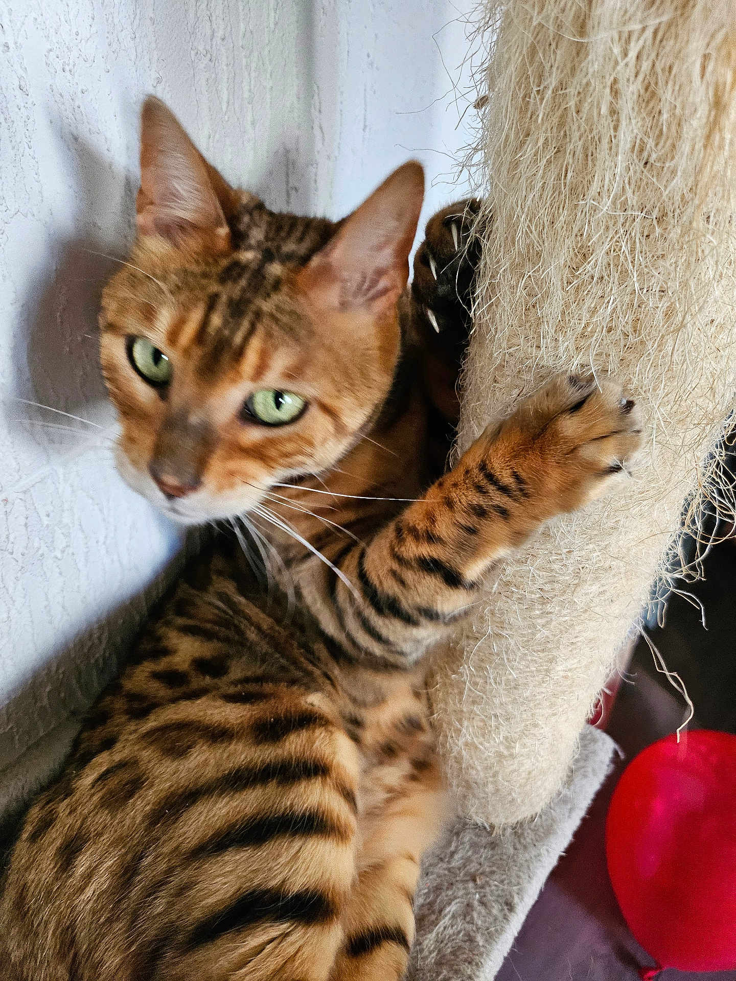 Muse participe au concours pour gagner de l'argent avec cette photo : cat, bengal_cat, scratching_post, claws, green_eyes, feline, pet, indoor, texture, wall, balloon, close_up, paw, fur, striped, tabby, animal, cute, whiskers, playful