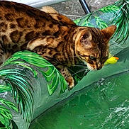 Muse participe au concours pour gagner de l'argent avec cette photo : cat, spotted_cat, inflatable_pool_float, green, toy_duck, water, pet, outdoor, animal, fur_pattern, leaf_pattern, closeup, playful, curious, summer, pool, relaxation, kitty, domestic_cat, nature