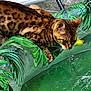 cat, spotted_cat, inflatable_pool_float, green, toy_duck, water, pet, outdoor, animal, fur_pattern, leaf_pattern, closeup, playful, curious, summer, pool, relaxation, kitty, domestic_cat, nature