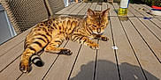 Muse a rejoint le concours — aidez-le/la à gagner de superbes lots ! cat, bengal_cat, animal, pet, outdoor, table, wooden_table, sunlight, shadow, chair, woven_chair, bottle, bowl, furniture, relaxing, striped, fur, daylight, nature, resting