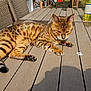cat, bengal_cat, animal, pet, outdoor, table, wooden_table, sunlight, shadow, chair, woven_chair, bottle, bowl, furniture, relaxing, striped, fur, daylight, nature, resting