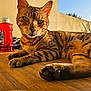 background, cat, close_up, daylight, domestic_animal, feline, green_eyes, outdoor, paw, pet, red_bottle, relaxed, resting, shadow, striped, sunlight, tabby, wall, whiskers, wooden_surface