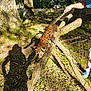 Muse participe au concours pour gagner de l'argent avec cette photo : cat, tree_branch, forest, person, hand, outdoor, sunlight, shadow, grass, leaves, nature, animal, moss, bark, trunk, casual_clothing, shoe, blue_shirt, walking, fall
