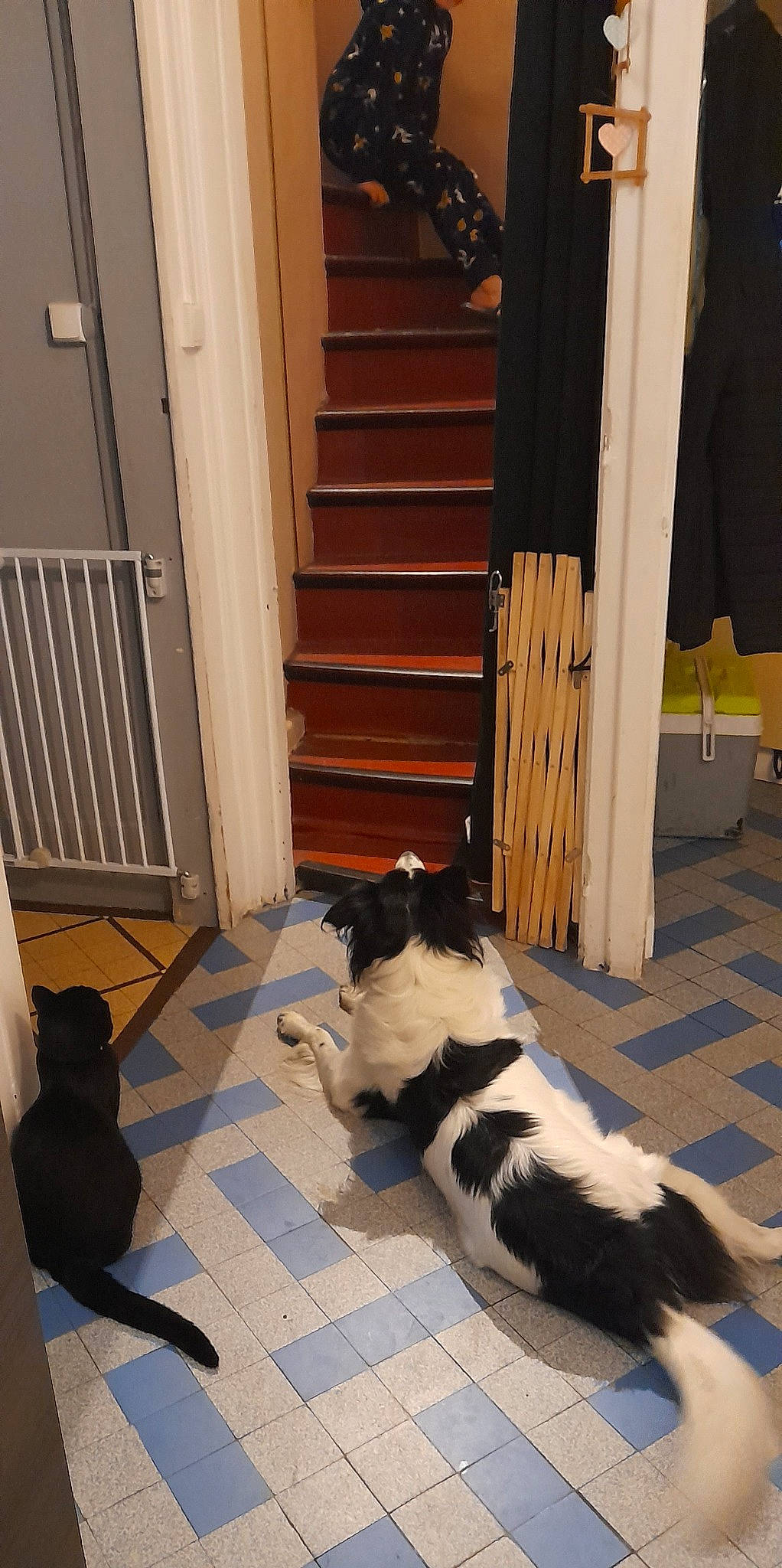 Ruben participe au concours pour gagner de l'argent avec cette photo : black, carnivore, cat, companion_dog, dog_breed, felidae, floor, flooring, fur, hardwood, laminate_flooring, mammal, room, small_to_medium_sized_cats, tail, vertebrate, whiskers, wood, wood_flooring, wood_stain