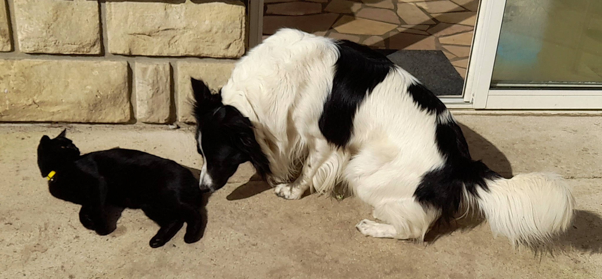 Ruben participe au concours pour gagner de l'argent avec cette photo : canidae, carnivore, companion_dog, dog, dog_breed, felidae, fur, non_sporting_group, paw, small_to_medium_sized_cats, snout, sporting_group, tail, terrestrial_animal, whiskers, working_animal