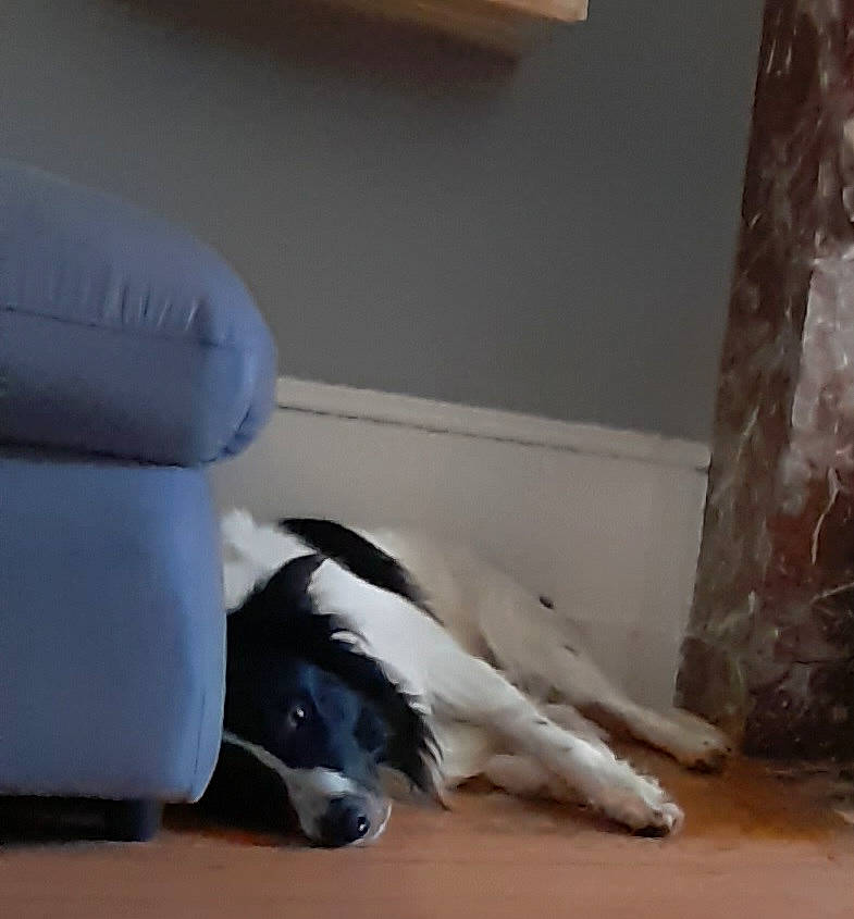 Ruben a rejoint le concours — aidez-le/la à gagner de superbes lots ! border_collie, canidae, carnivore, comfort, companion_dog, dog, dog_breed, flooring, fur, hardwood, room, snout, sporting_group, tail, terrestrial_animal, wood, working_animal, working_dog