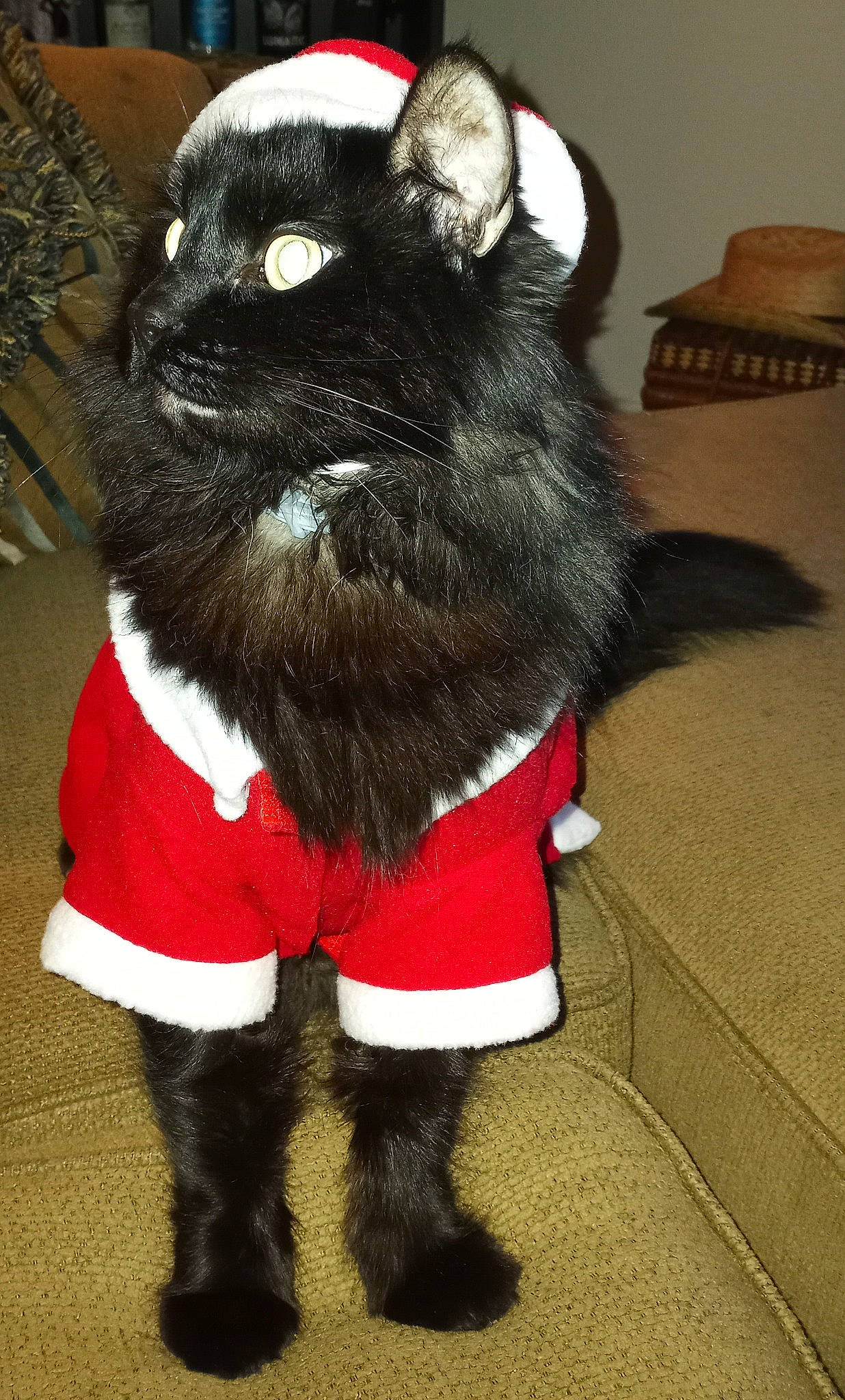 Fester joined the competition — help win amazing prizes! carmine, claw, costume, costume_accessory, event, fashion_accessory, felidae, fictional_character, foot, fur, fur_clothing, holiday, natural_material, personal_protective_equipment, plush, sleeve, snout, stuffed_toy, tail, whiskers