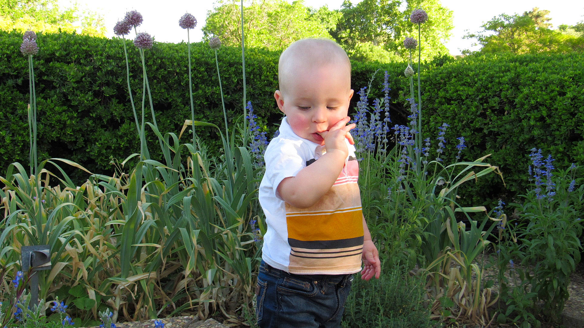 Keegan is registered to the contest to win money with this photo: agriculture, annual_plant, baby, baby_toddler_clothing, botany, child, garden, gardening, grass, grass_family, happy, leaf, people_in_nature, person, plant, plantation, shrub, sky, smile, toddler