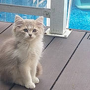 Blondie joined the competition — help win amazing prizes! kitten, cat, animal, pet, furry, cute, wooden_deck, outdoor, pool, water, blue, sitting, young, small, whiskers, ears, fur, daylight, domestic_cat, curious