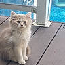 kitten, cat, animal, pet, furry, cute, wooden_deck, outdoor, pool, water, blue, sitting, young, small, whiskers, ears, fur, daylight, domestic_cat, curious