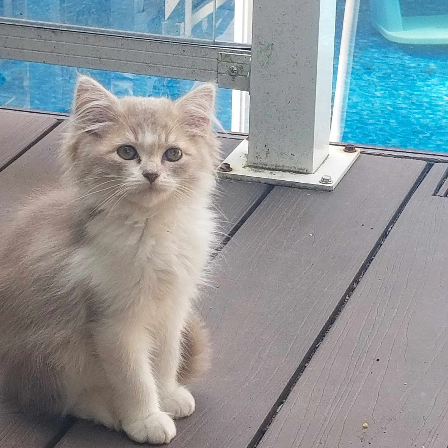 Blondie joined the competition — help win amazing prizes! kitten, cat, animal, pet, furry, cute, wooden_deck, outdoor, pool, water, blue, sitting, young, small, whiskers, ears, fur, daylight, domestic_cat, curious
