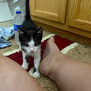 Milo is registered to the contest to win money with this photo: kitten, cat, black_and_white, curious, bathroom, rug, bare_leg, foot, water_bottle, cabinet, wooden, carpet, indoor, pet, young_animal, floor, feline, candid, playful, small