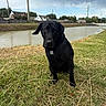 animal, black_dog, calm, canal, cloudy, daytime, dog, fence, field, grass, harness, houses, leisure, nature, outdoor, pet, power_lines, sitting, sky, water