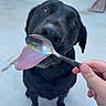 Luna is registered to the contest to win money with this photo: animal, black_dog, canine, closeup, concrete, cute, daylight, dog, domestic_animal, friendly, funny, hand, house_siding, licking, mammal, outdoor, pet, playful, spoon, tongue