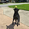 Luna is registered to the contest to win money with this photo: animal, black_dog, canine, concrete, daylight, dog, driveway, grass, house, jumping, leap, mid_air, outdoor, pet, playful, shadow, suburban, sunny, tennis_ball, tree