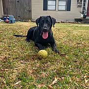 Luna joined the competition — help win amazing prizes! animal, ball, black_dog, canine, collar, daytime, dog, door, fence, grass, house, leaf, nature, outdoor, pet, playful, suburban, tongue_out, window, yard