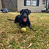 animal, ball, black_dog, canine, collar, daytime, dog, door, fence, grass, house, leaf, nature, outdoor, pet, playful, suburban, tongue_out, window, yard
