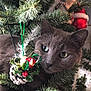 animal, cat, christmas_tree, close_up, curious, cute, decoration, feline, festive, gray_cat, green, holiday, indoor, nature, ornament, pet, pine_needles, pinecone, red_ornament, white_tinsel