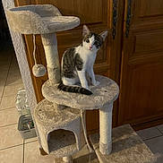 Bob a rejoint le concours — aidez-le/la à gagner de superbes lots ! cat, kitten, cat_tree, pet, indoor, wooden_cabinet, tile_floor, toy, water_bottle, curious, feline, animal, pet_accessory, household, fur, whiskers, ears, tail, sitting, looking