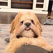 Chaka joined the competition — help win amazing prizes! dog, fluffy, tongue_out, shaggy_coat, pet, indoor, living_room, cushion, cabinet, toy, cute, animal, brown, white, furniture, floor, playful, relaxed, companion, domestic