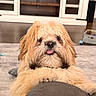 dog, fluffy, tongue_out, shaggy_coat, pet, indoor, living_room, cushion, cabinet, toy, cute, animal, brown, white, furniture, floor, playful, relaxed, companion, domestic