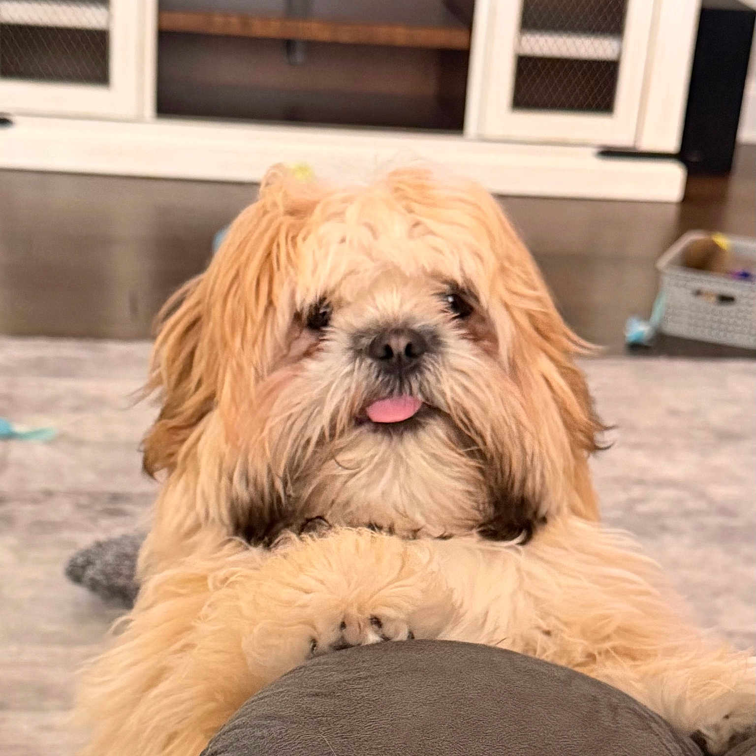 Chaka joined the competition — help win amazing prizes! dog, fluffy, tongue_out, shaggy_coat, pet, indoor, living_room, cushion, cabinet, toy, cute, animal, brown, white, furniture, floor, playful, relaxed, companion, domestic