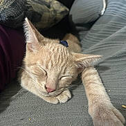 Brownie joined the competition — help win amazing prizes! cat, sleeping, beige_cat, paw, couch, pillow, indoor, cozy, close_up, pet, relaxed, feline, whiskers, fur, resting, domestic_animal, soft_texture, quiet, companion, home
