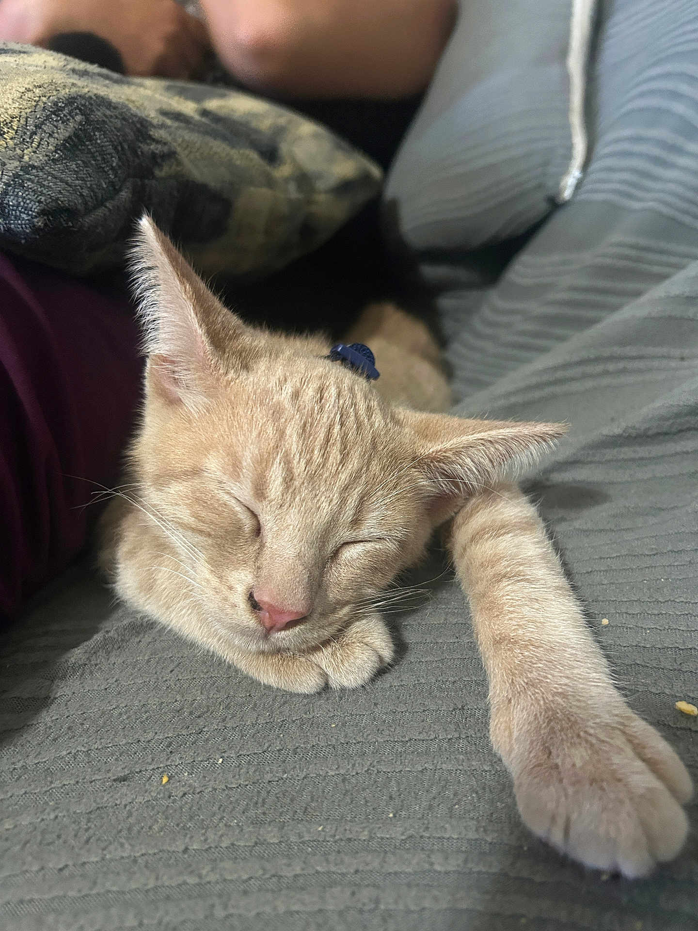 Brownie joined the competition — help win amazing prizes! cat, sleeping, beige_cat, paw, couch, pillow, indoor, cozy, close_up, pet, relaxed, feline, whiskers, fur, resting, domestic_animal, soft_texture, quiet, companion, home