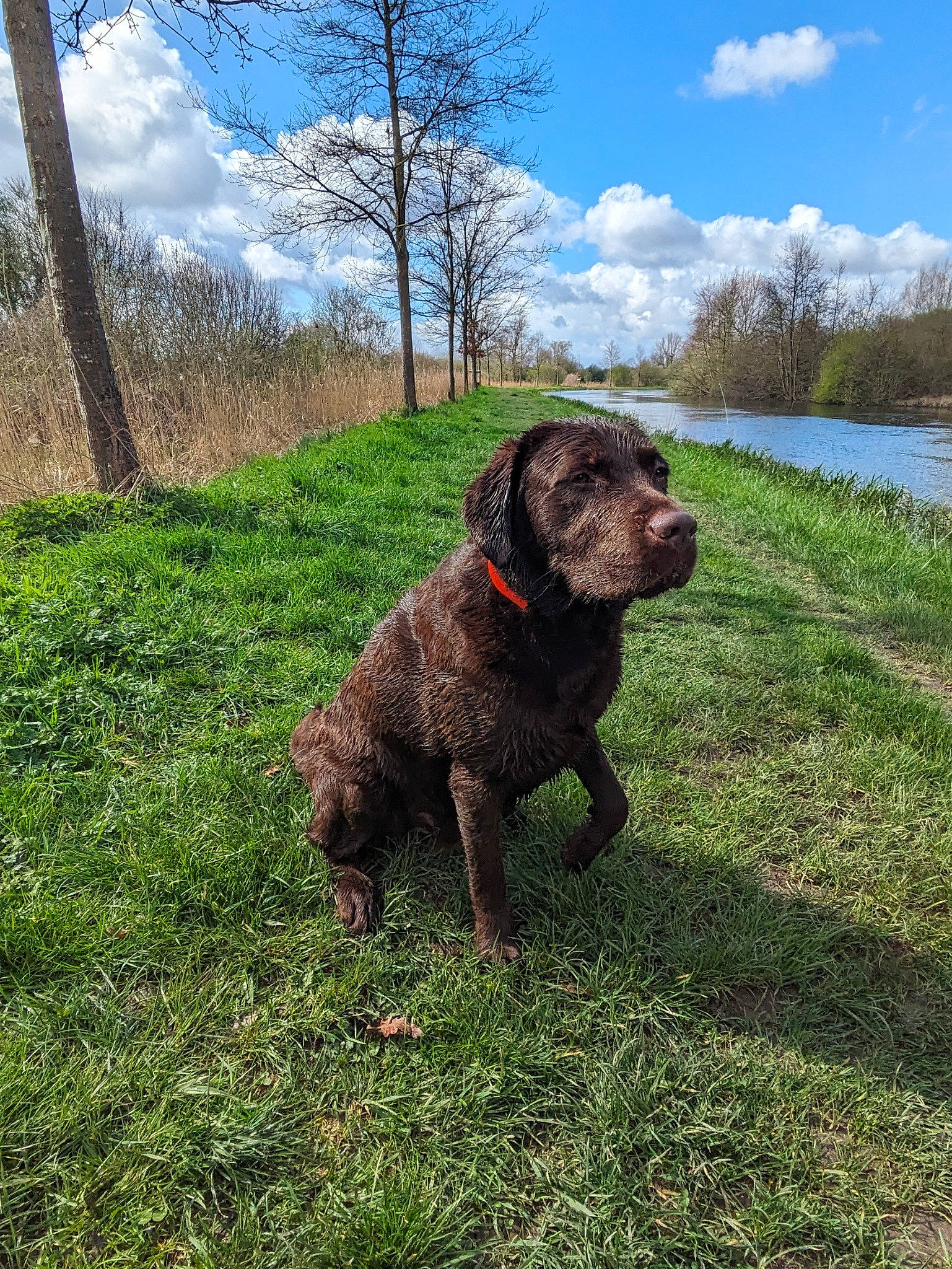 Taïko participe au concours pour gagner de l'argent avec cette photo : carnivore, cloud, collar, companion_dog, dog, dog_breed, dog_collar, grass, gun_dog, lake, liver, plant, pudelpointer, sky, snout, tail, tree, water, water_dog, working_animal