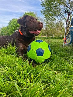 Taïko a rejoint le concours — aidez-le/la à gagner de superbes lots ! ball, ball_game, carnivore, cloud, companion_dog, dog, dog_breed, football, grass, play, player, sky, soccer, soccer_ball, sports, sports_equipment, team_sport, tennis_ball, tree, working_animal
