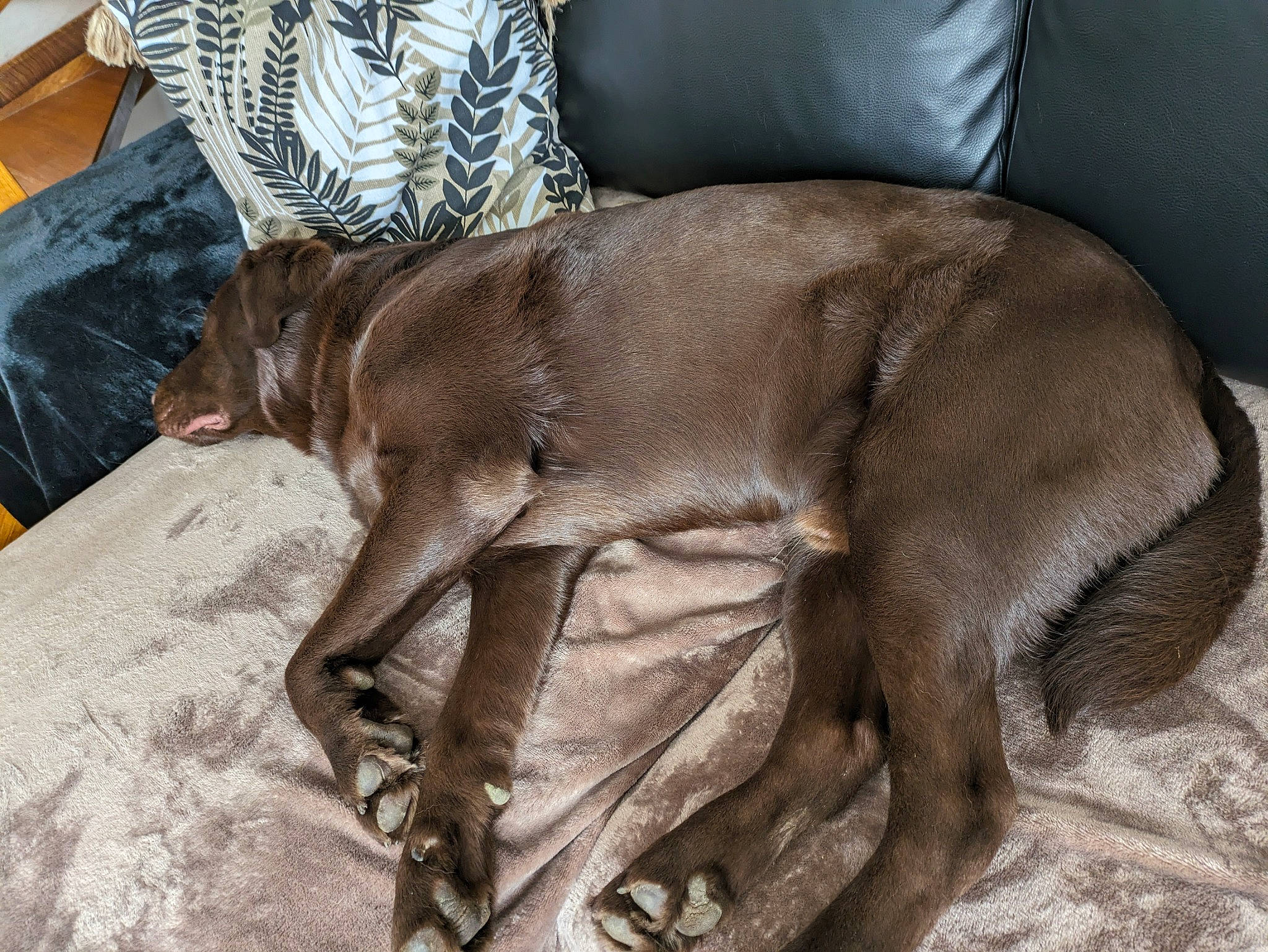 Taïko a rejoint le concours — aidez-le/la à gagner de superbes lots ! canidae, carnivore, comfort, companion_dog, dog, dog_breed, fawn, guard_dog, gun_dog, hardwood, hunting_dog, liver, non_sporting_group, pointing_breed, sporting_group, tail, terrestrial_animal, toy_dog, working_animal