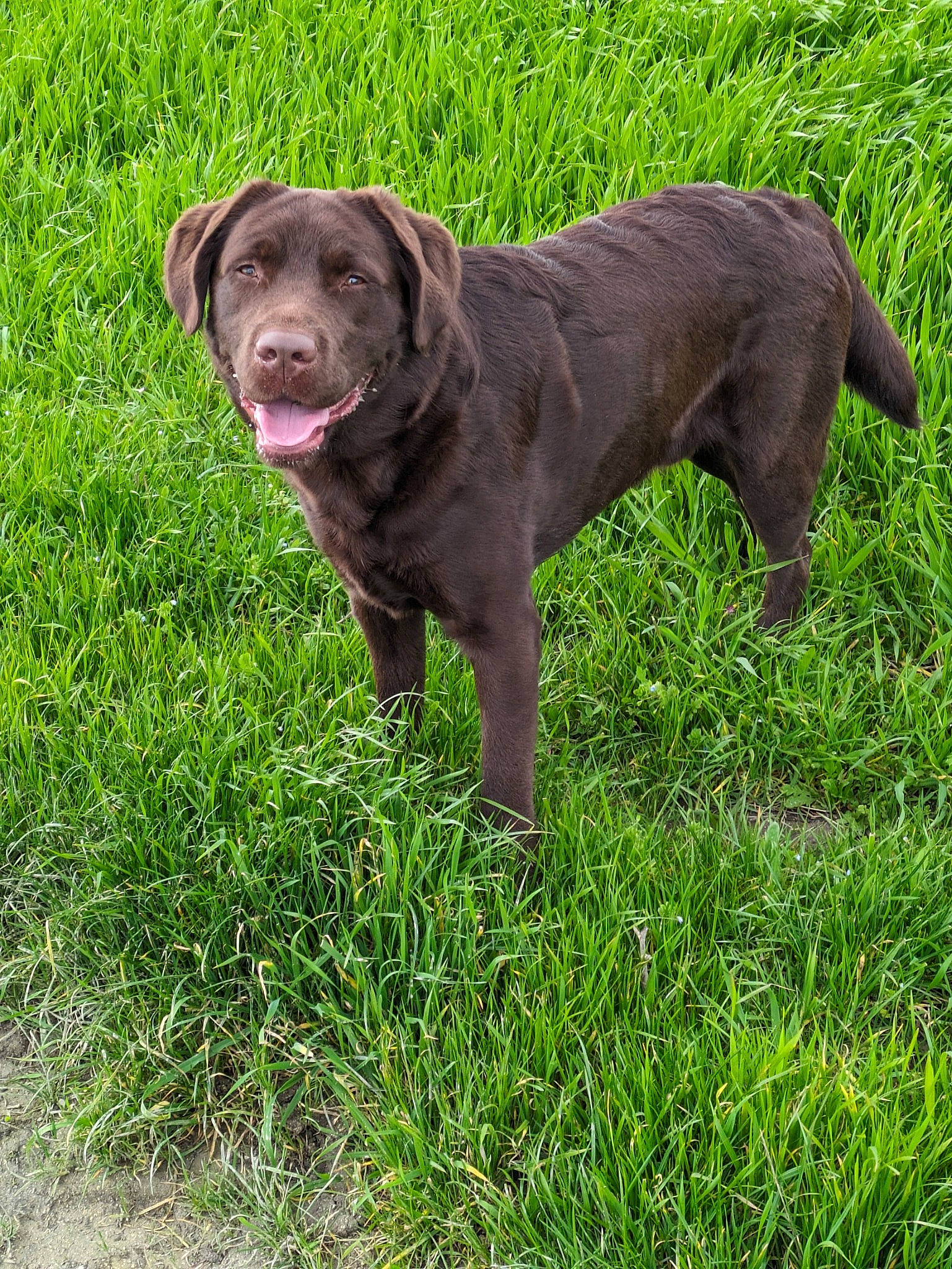 Taïko participe au concours pour gagner de l'argent avec cette photo : borador, canidae, carnivore, collar, companion_dog, dog, dog_breed, dog_collar, fawn, grass, grassland, groundcover, gun_dog, liver, plant, snout, sporting_group, tail, terrestrial_animal, working_animal