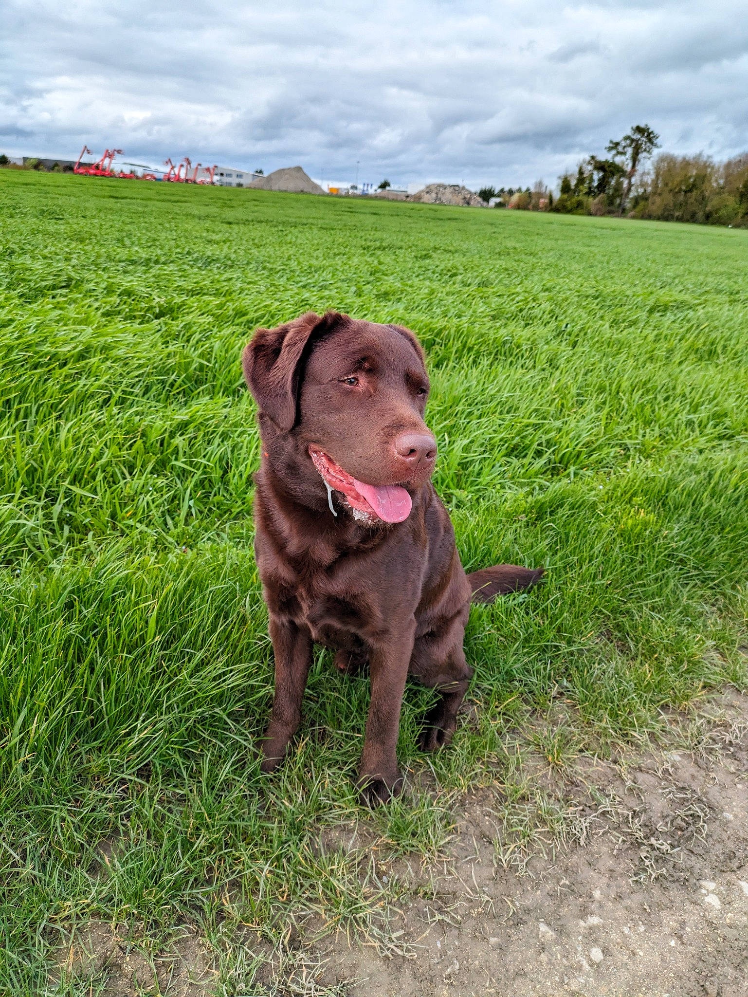 Taïko a rejoint le concours — aidez-le/la à gagner de superbes lots ! carnivore, cloud, collar, companion_dog, dog, dog_breed, dog_collar, fawn, field, grass, grassland, gun_dog, liver, plant, prairie, sky, snout, sporting_group, tree, working_animal